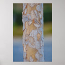 Suche nach tree bark poster Nature