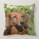 Suche nach dackel langhaarige dackel kissen Foto