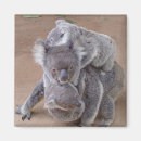 Suche nach koala magnete Für sie