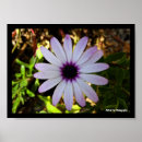 Suche nach margeriten poster Botanisch