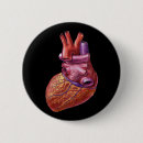 Suche nach menschliche anatomie buttons Organ