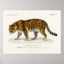 Suche nach jaguar poster Darstellung