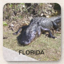 Suche nach alligator untersetzer Natur