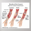 Suche nach muskulatur poster Mensch