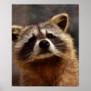 Suche nach raccoons poster Waschbären