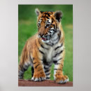 Suche nach niedlicher tiger poster Natur