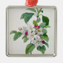 Suche nach strauch ornamente Botanisch