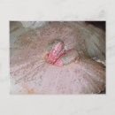 Suche nach muskatnuss postkarten Ballett