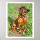 Suche nach bayerisch poster Hund
