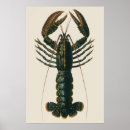 Suche nach arthropoden poster Hummer
