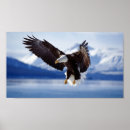 Suche nach weißer adler poster Berge