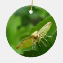 Suche nach motte ornamente Tiere