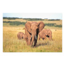 Suche nach elefanten foto poster Safari