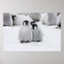 Suche nach penguin poster Wildlife