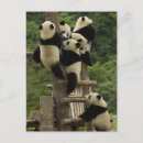 Suche nach bedrohte art postkarten China