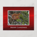 Suche nach rotes eichhörnchen postkarten Säugetier