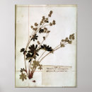 Suche nach herbarium poster Blume