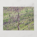 Suche nach baum des lebens postkarten Landschaft