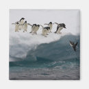 Suche nach adelie pinguin magnete Tiere
