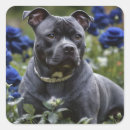 Suche nach staffordshire aufkleber Trick