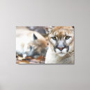 Suche nach puma leinwandbilder Raubtier