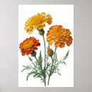 Suche nach ringelblumen poster Für alle