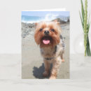 Suche nach yorkie karten Hund