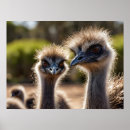 Suche nach emu poster Australie