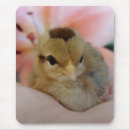Suche nach niedliche küken mousepads Bezaubernd