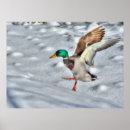Suche nach mallard poster Vögel