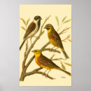 Suche nach gelber vogel poster Baum