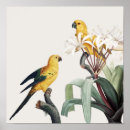 Suche nach papageien poster Macaw