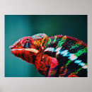 Suche nach reptil poster Natur
