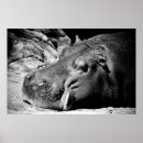 Suche nach flusspferd poster Zoo