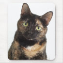 Suche nach schildpatt mousepads Kätzchen