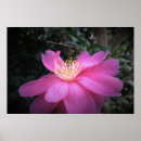 Suche nach kamelie poster Natur