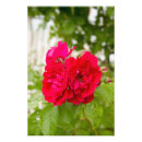 Suche nach romantische rote rosen poster Natur