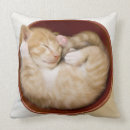 Suche nach finnland kissen Haustiere