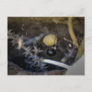 Suche nach gruselige spinne postkarten Schwarze witwe
