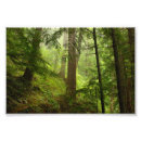 Suche nach olympische halbinsel poster Wald