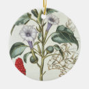 Suche nach dornen ornamente 17