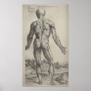 Suche nach menschliches skelett poster Anatomie