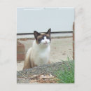 Suche nach lächelnde katze postkarten Katzen