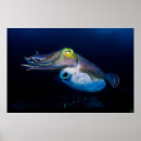 Suche nach kopffüßer poster Meer