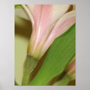 Suche nach lovely poster Flowers