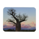 Suche nach baobab magnete Afrika