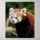 Suche nach panda poster Niedlich