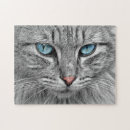 Suche nach graue katze puzzle Blaue augen