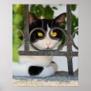 Suche nach neugierige katze poster Tier