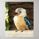 Suche nach kookaburra poster Australien